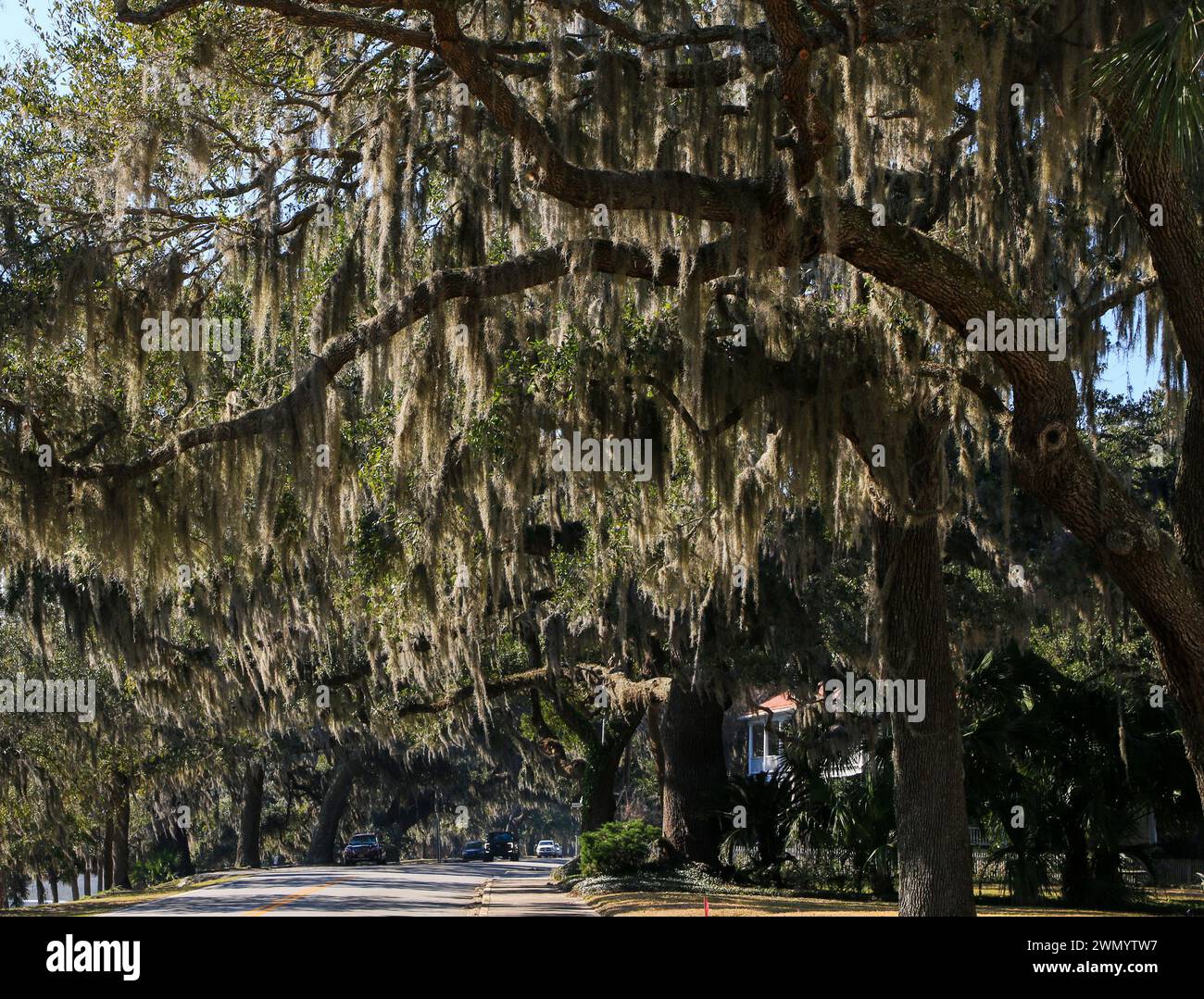 Breeze through the trees hi-res stock photography and images - Alamy