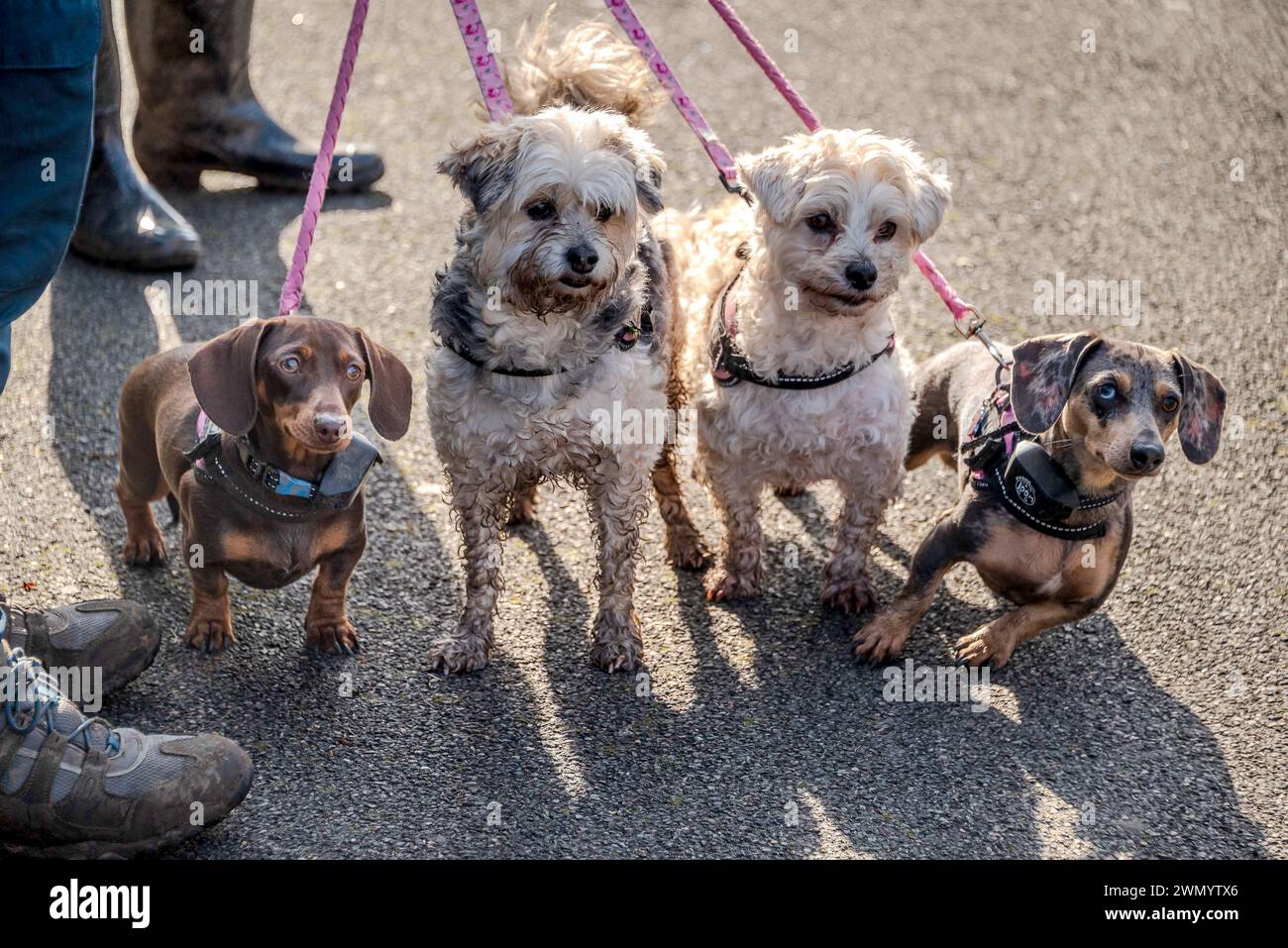 Four inquisitive doggie friends on the lead. Stock Photo