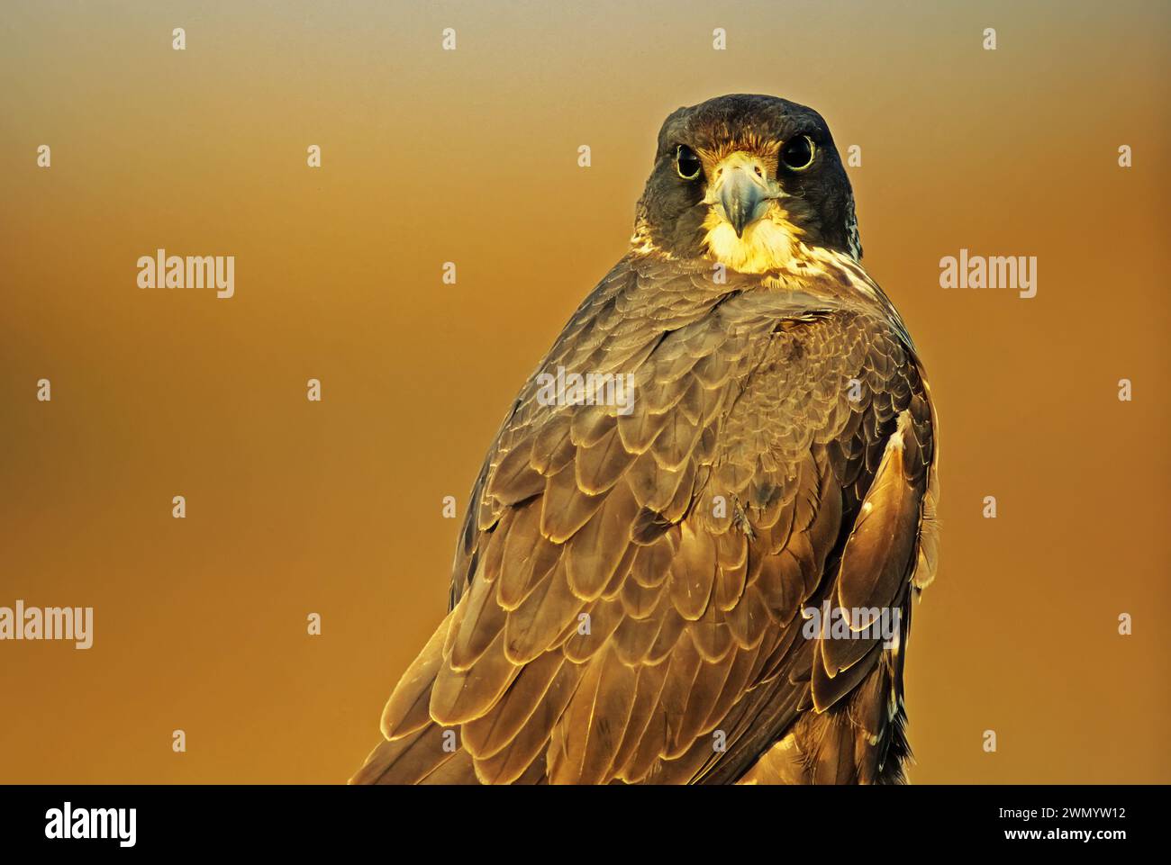Juvenile Peregrine falcon in dive Stock Photo