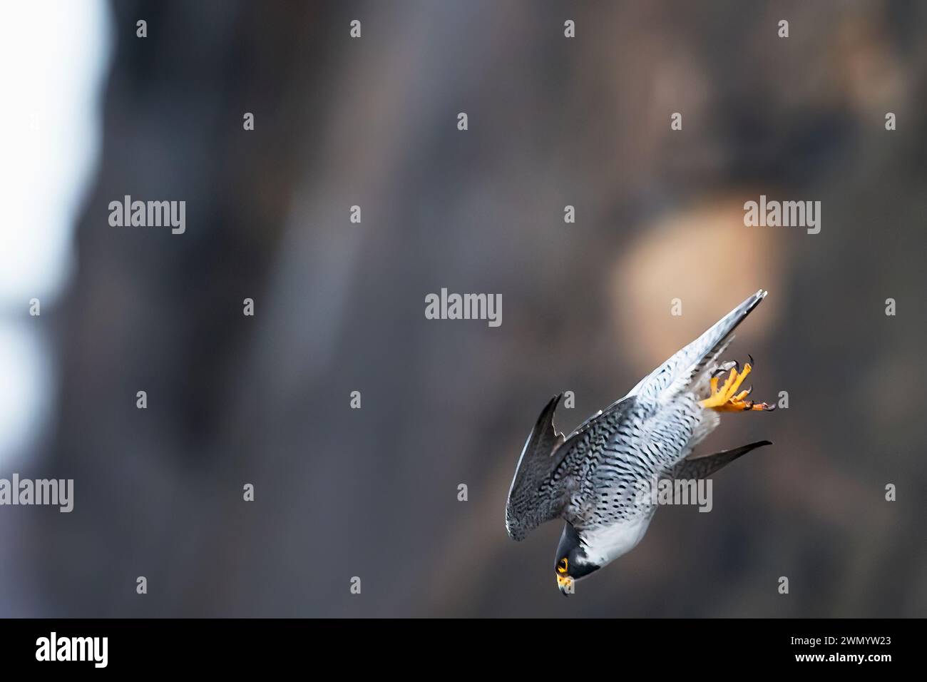 Peregrine falcon in dive Stock Photo