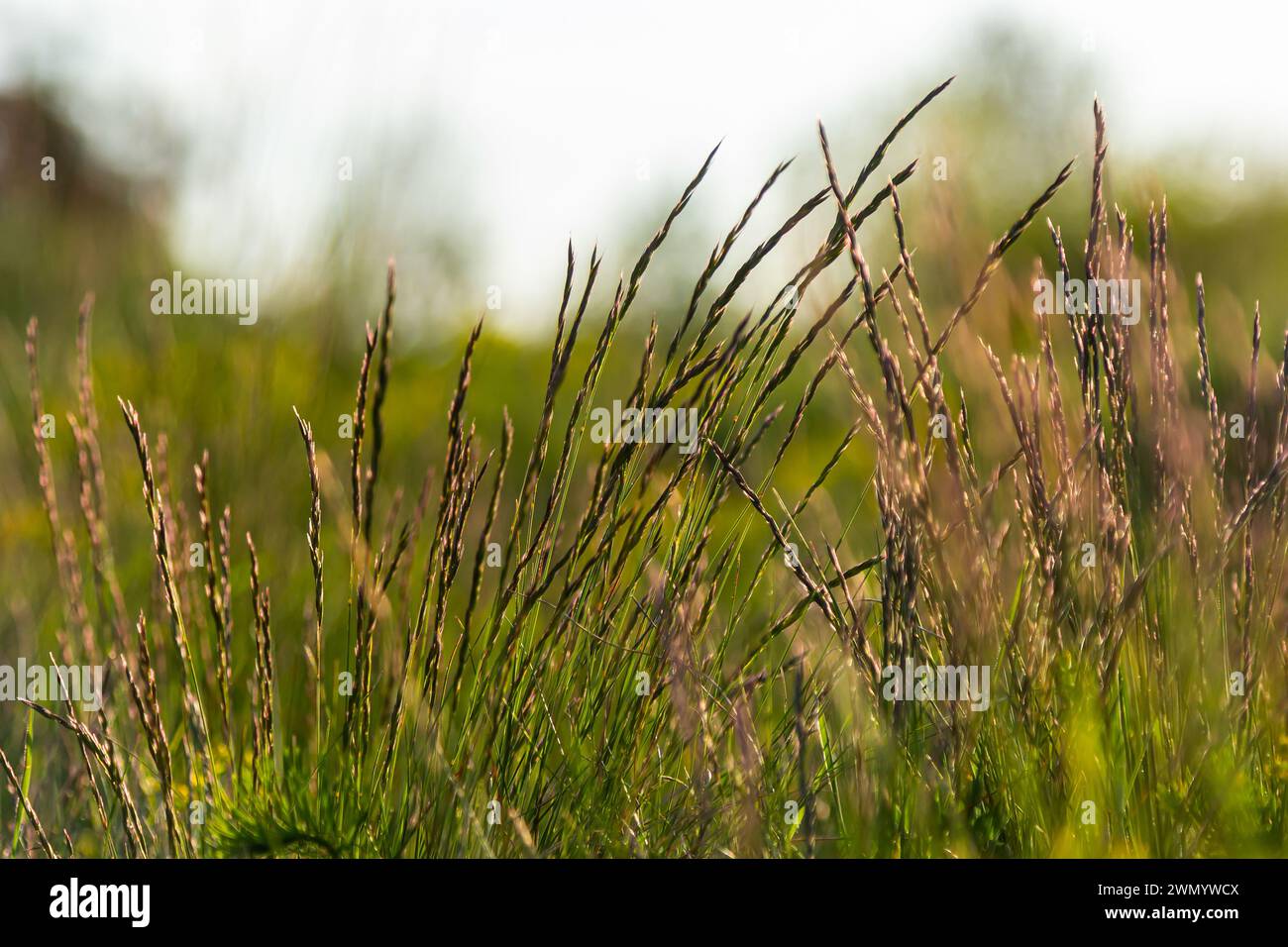 Lolium perenne or perennial ryegrass. Stock Photo