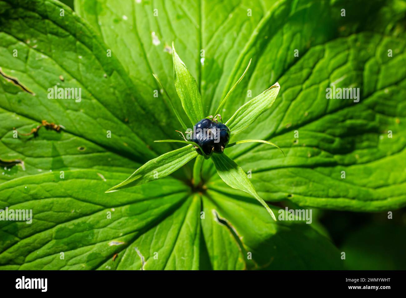 Paris quadrifolia, Herb Paris. Wild plant shot in summer. Stock Photo