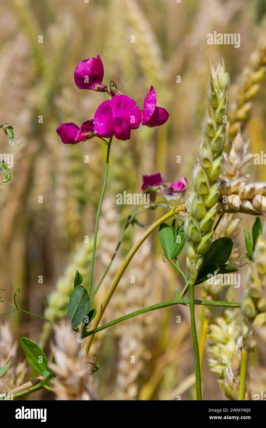 Flowering tuberous pea Lathyrus tuberosus. Stock Photo