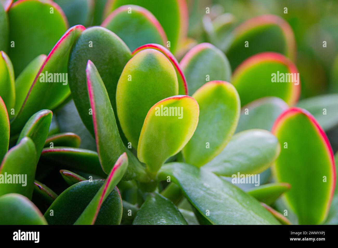 Detail of the fleshy leaves of a jade plant. Macro photograph taken in a garden with natural light outdoors. Stock Photo