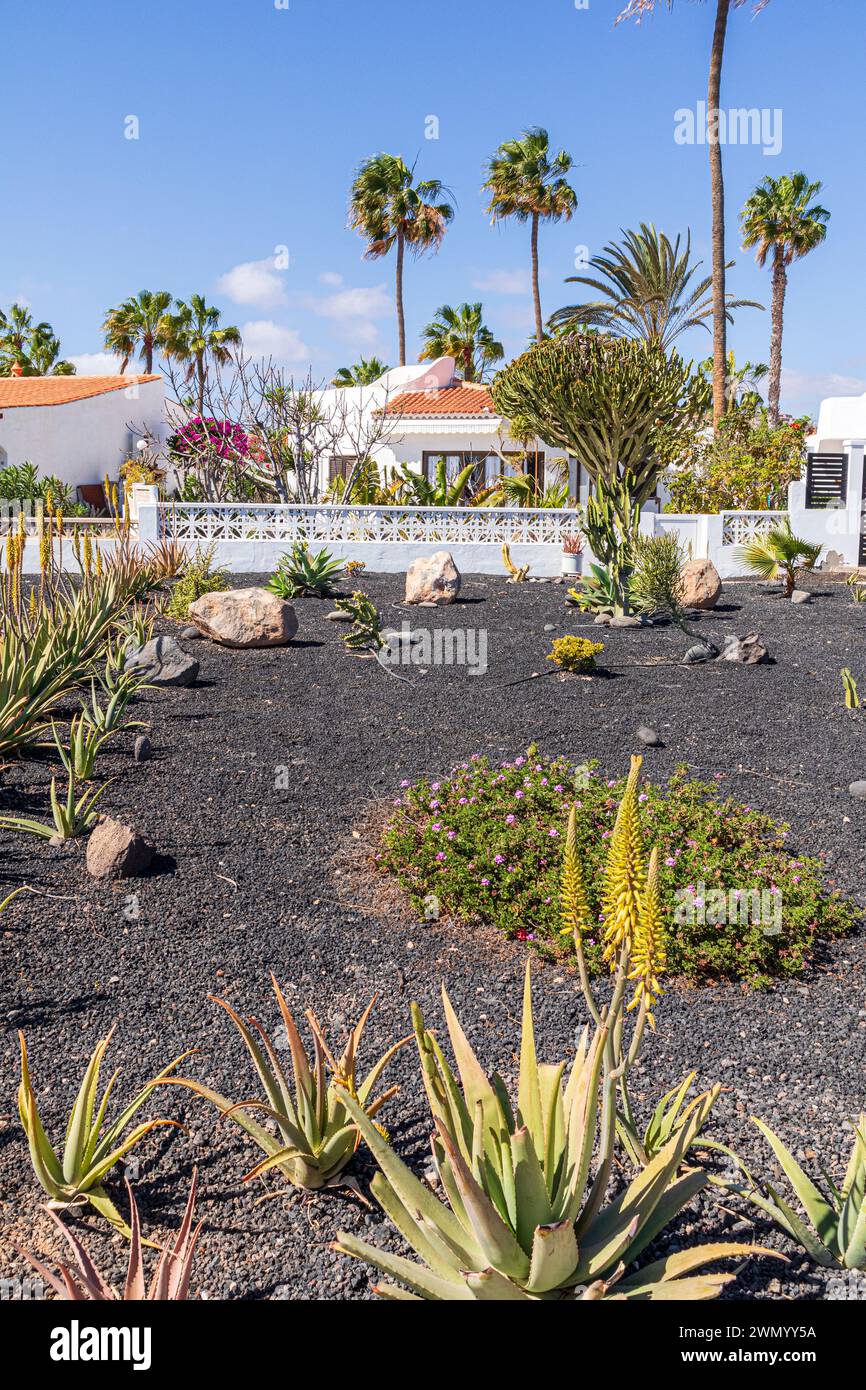A rather unusual front garden on volcanic soil outside a villa at Caleta de Fuste on the east coast of the Canary Island of Fuerteventura, Spain Stock Photo