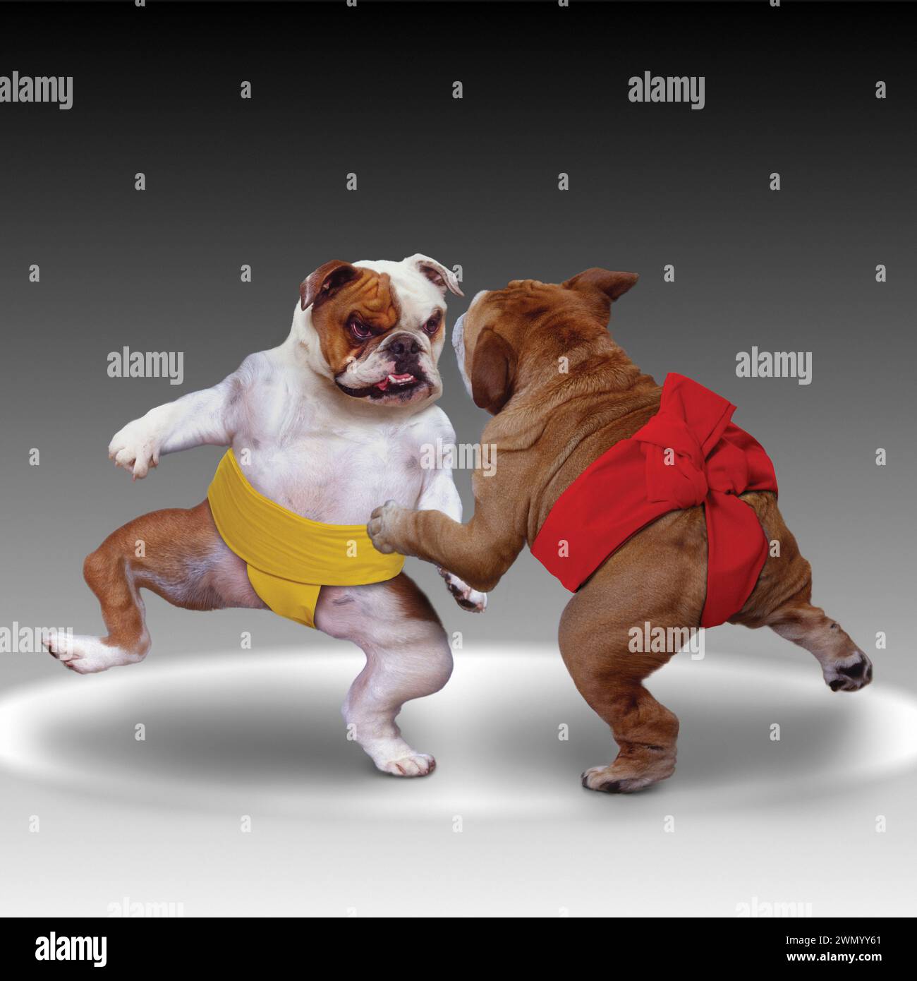Two bulldog sumo wrestlers square off in a funny animal photo about conflict and social issues. Stock Photo
