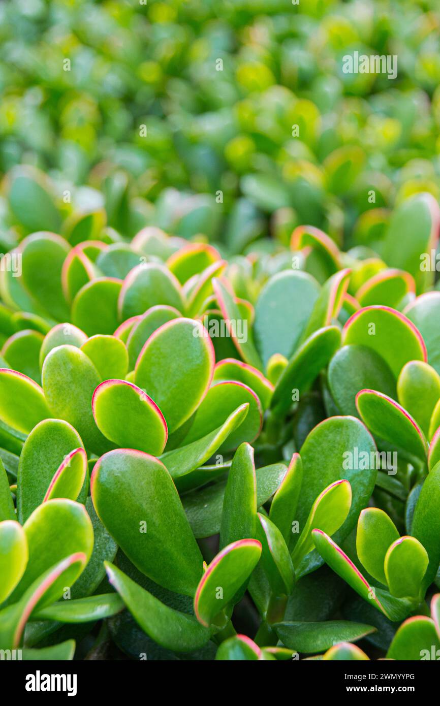Close-up detail of a group of jade plants. Macro photograph taken in a garden with natural light outdoors. Stock Photo