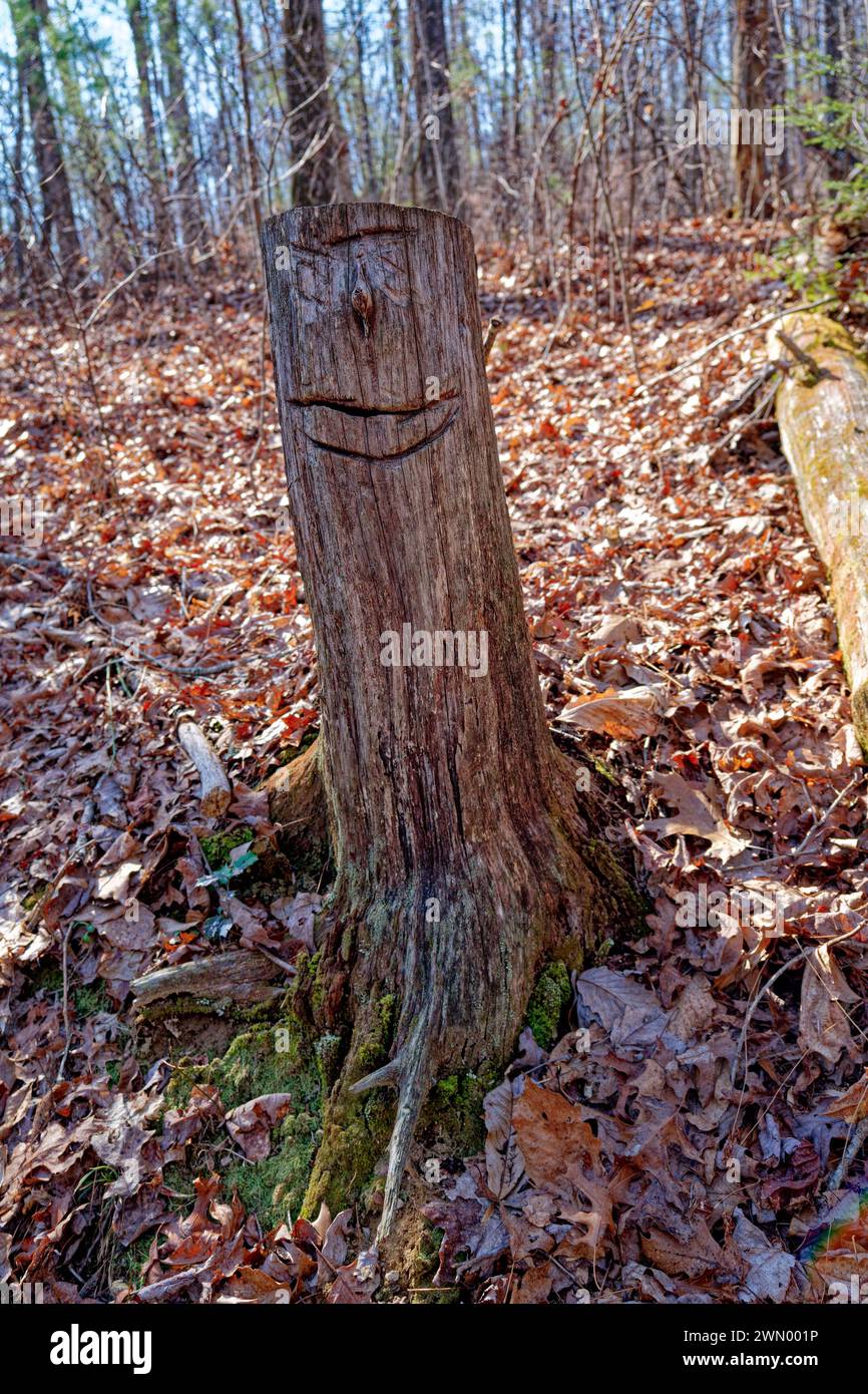A face with a natural knob for a nose hand cut onto a trunk of a cut down tree alongside the hiking trail in the forest surrounded by fallen leaves on Stock Photo
