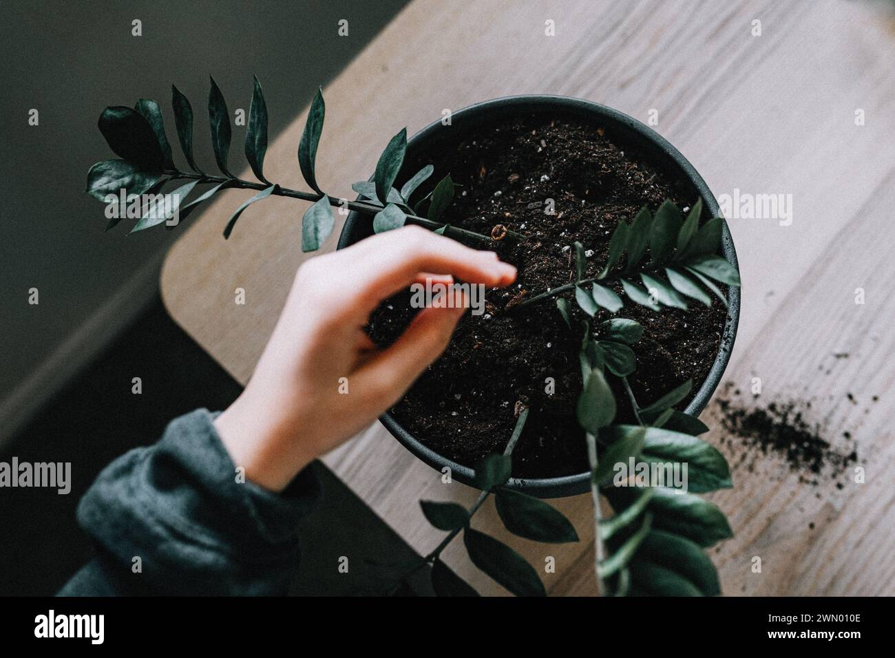 Repotting a ZZ plant adding dirt and patting down soil for a healthy plant Stock Photo Alamy