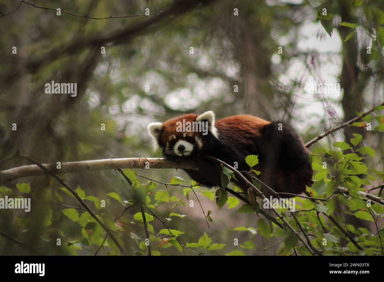 Arbre femelle hi-res stock photography and images - Alamy