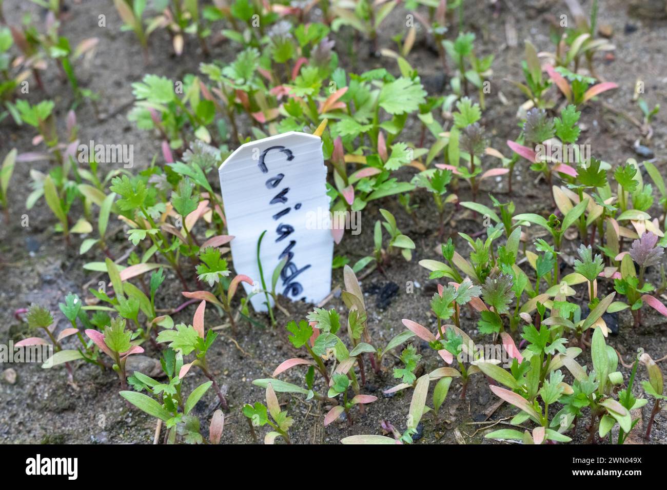 Coriander plants growing in the field Stock Photo - Alamy