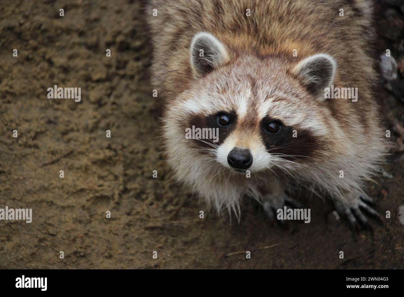 Raton laveur hi-res stock photography and images - Alamy, image size:1300x956