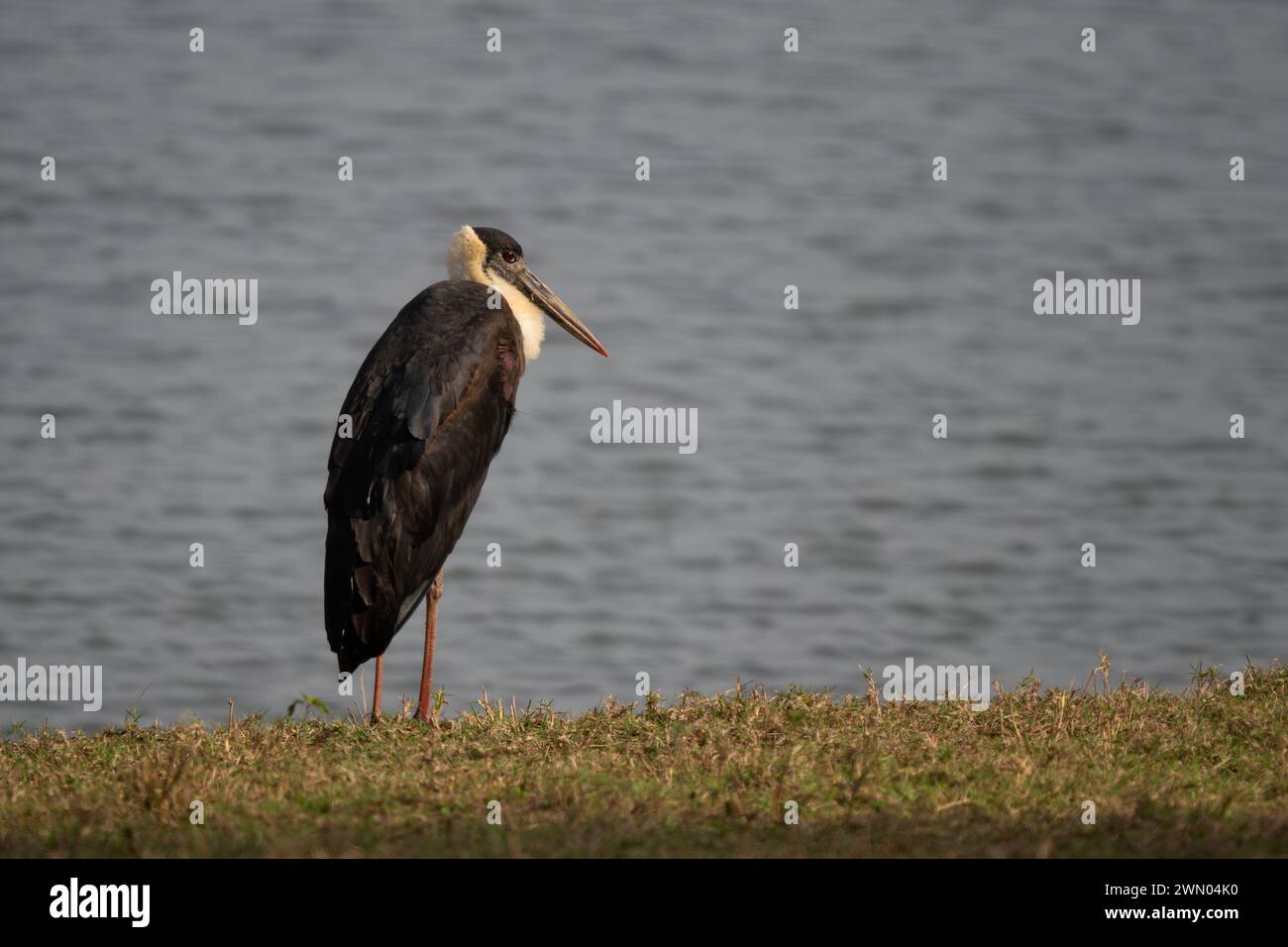 Woolly-necked Stork - Ciconia episcopus, large stork for Asian swamps ...