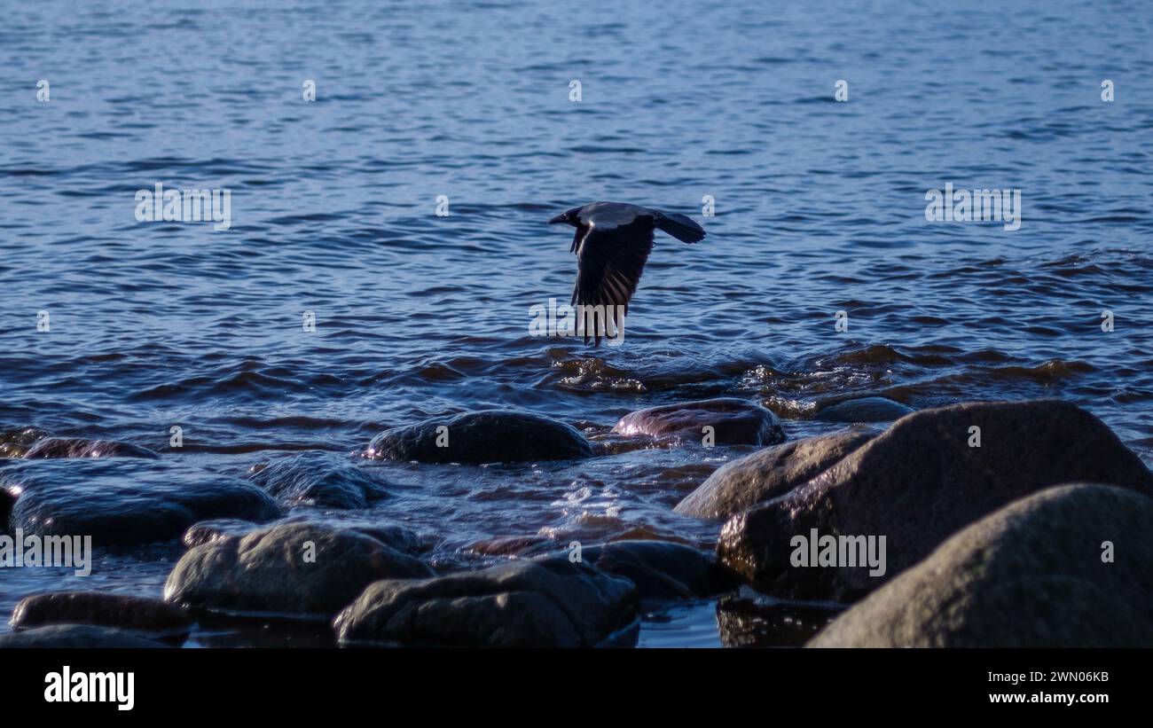 Against the backdrop of the shore, Corvus cornix gracefully takes to the sky, its wings slicing through the salty breeze with effortless elegance Stock Photo