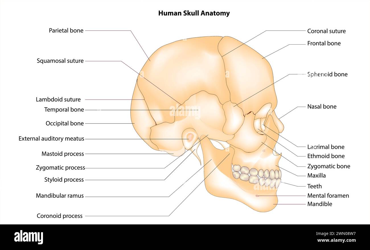 Axial Skeleton | Learn Skeleton Anatomy, image size:1300x879
