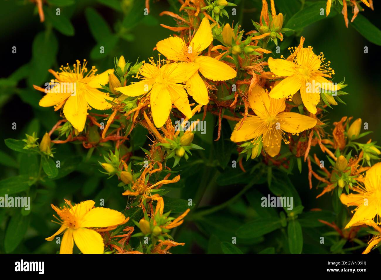 Tansy ragwort (Jacobaea vulgaris), Willamette Mission State Park