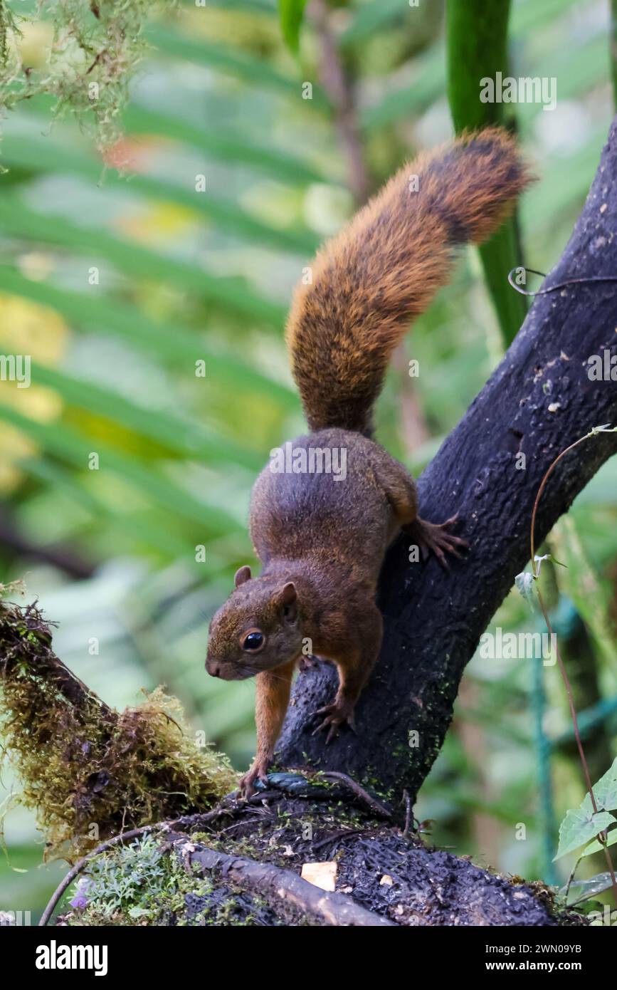 Red-tailed Squirrel in the forest near Mindo, Ecuador Stock Photo