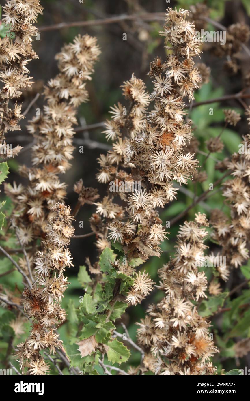 Hazardia Squarrosa Variety Grindelioides, a native shrub displaying persistent infructescence remnants during Winter in the Santa Monica Mountains. Stock Photo