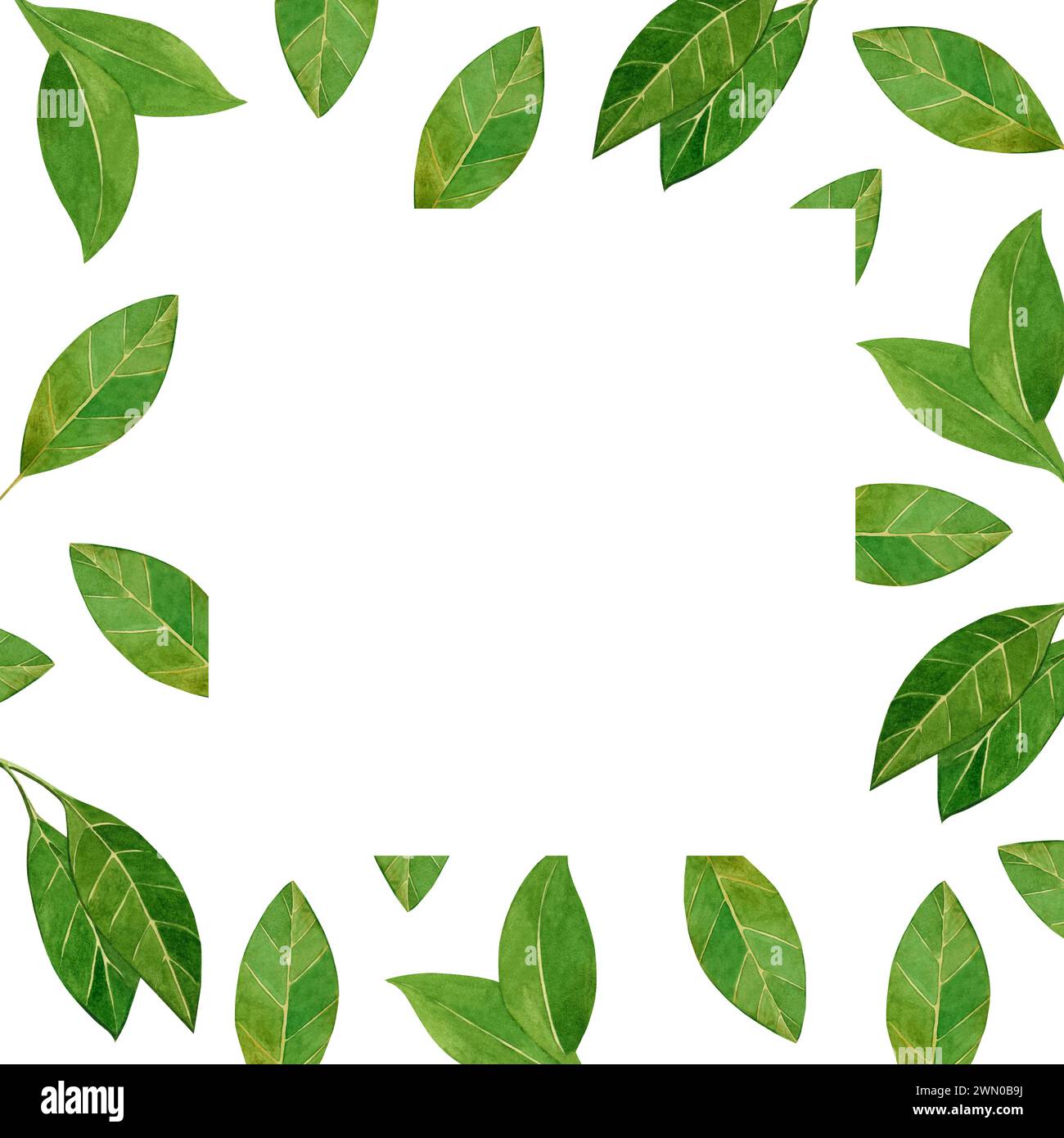 Watercolor illustration. Square frame with green leaves on a white ...