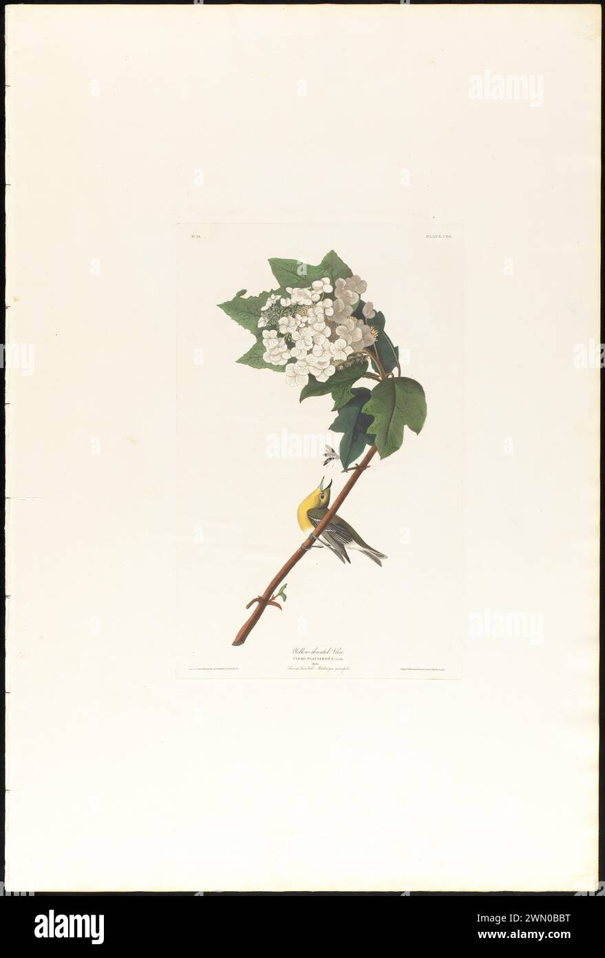 Yellow-throated vireo : Vireo flavifrons. Vieill. Male. Swamp snow-ball. Hydrangea quercifolia. c.1 v.2 plate 119. Yellow-throated vireo : Vireo flavifrons. Vieill. Male. Swamp snow-ball. Hydrangea quercifolia. c.1 v.2 plate 119 Stock Photo