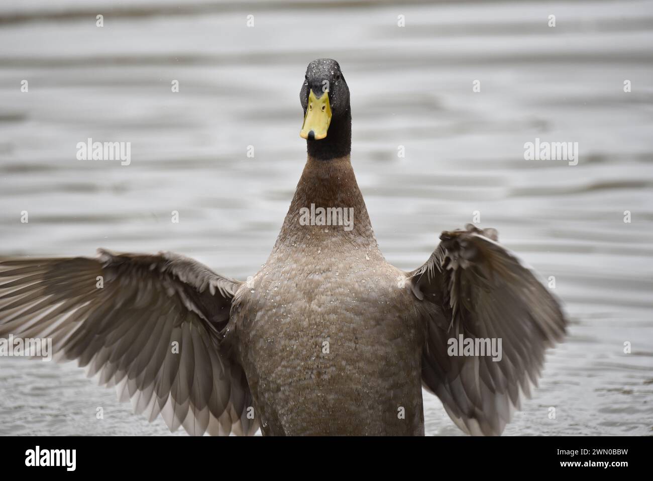Close-Up Image of a Buff Orpington Duck (Anas platyrhynchos domesticus) Splashing in Water with Wings Open, Facing Camera, taken in UK in the Winter Stock Photo