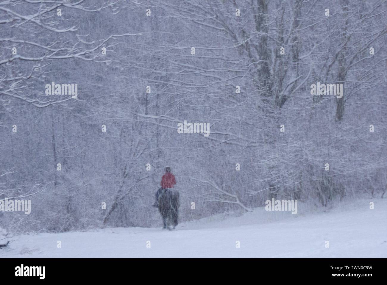 A young woman in a red coat rides a horse in a blizzard through the woods, Yarmouth, Maine, USA Stock Photo