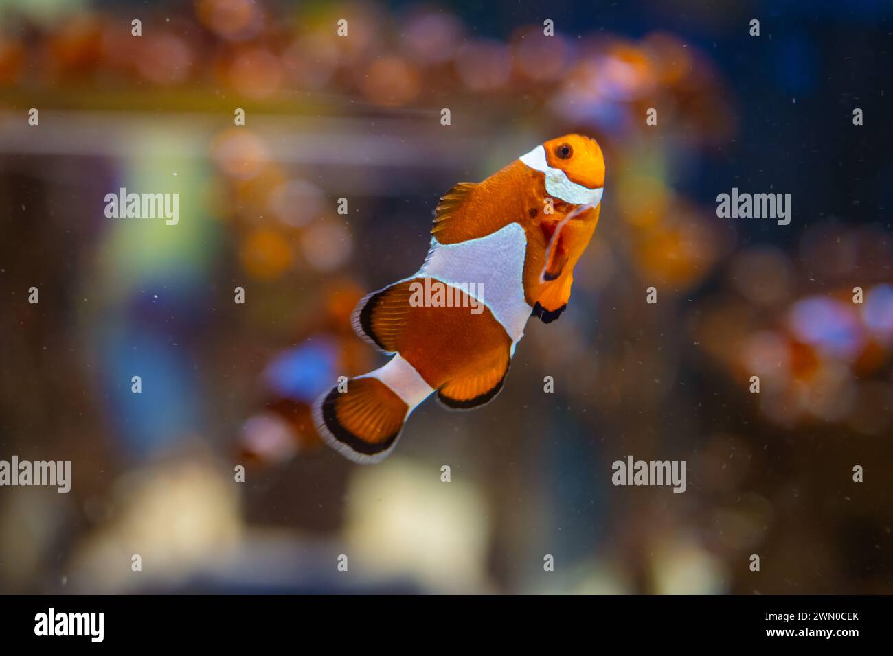 Horizontal photo of Orange Clownfish also known as Nemo. Stock Photo