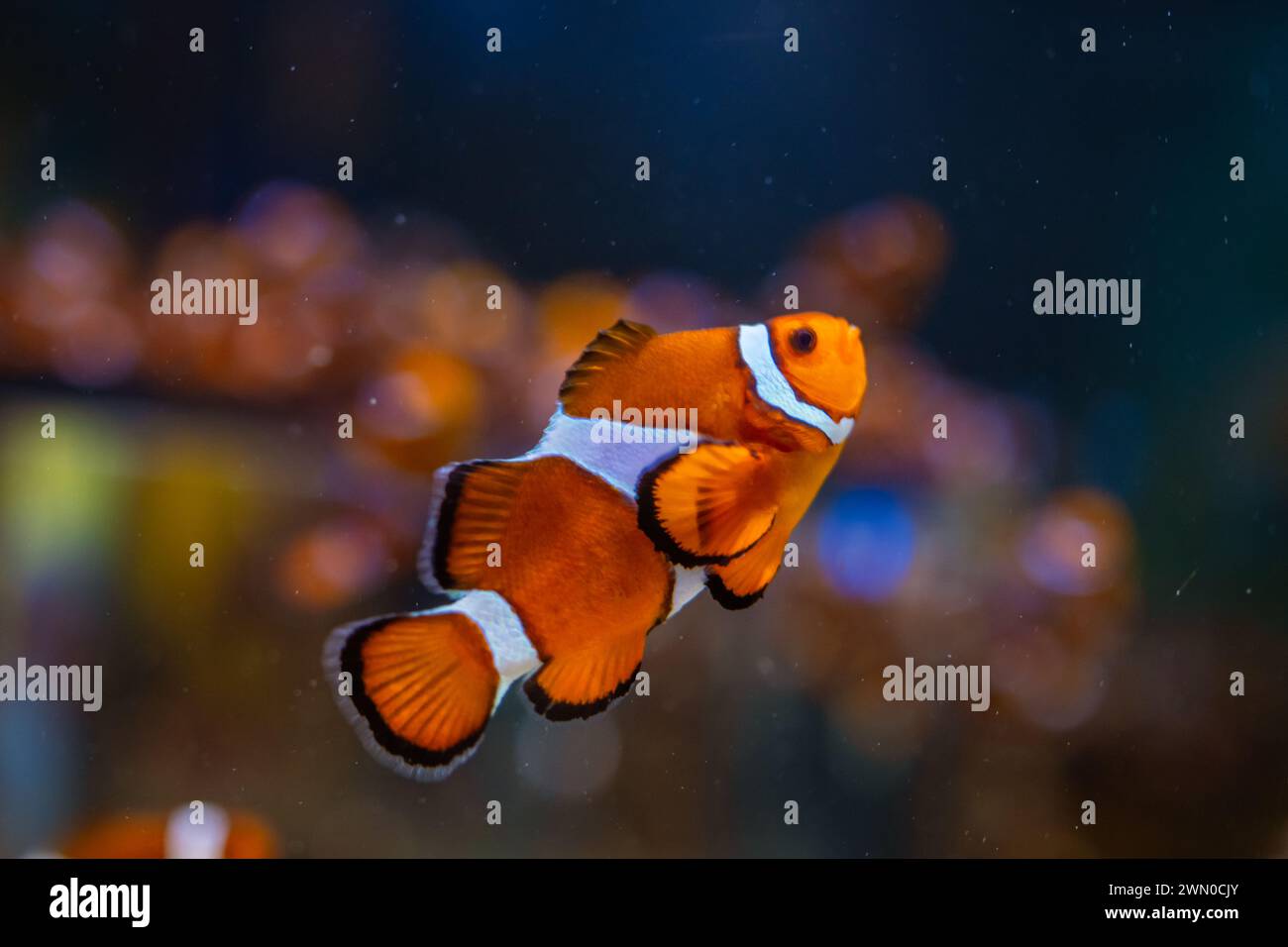 Horizontal photo of Orange Clownfish also known as Nemo. Stock Photo