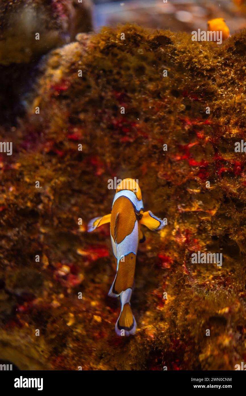 Vertical photo of Orange Clownfish also known as Nemo. Stock Photo
