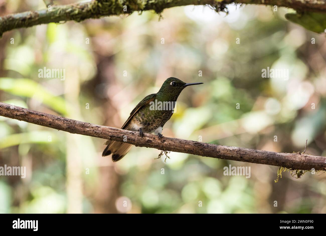 Perched Buff-tailed Coronet (Boissonneaua flavescens) in Colombia Stock Photo