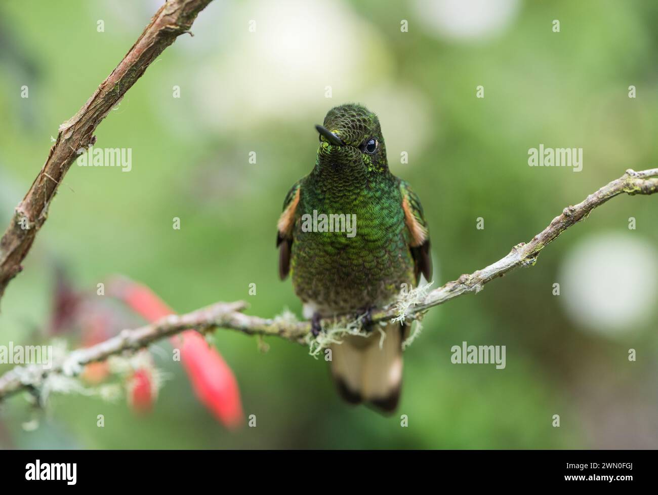 Sarica kuyruklu hires stock photography and images Alamy