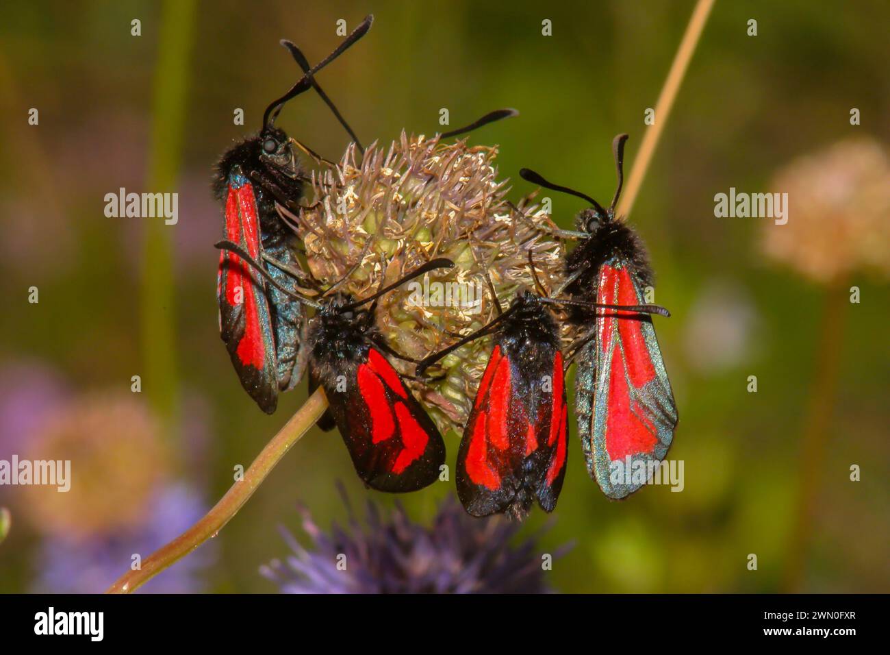 Red moth in nature on macro flowers in a natural environment Stock Photo