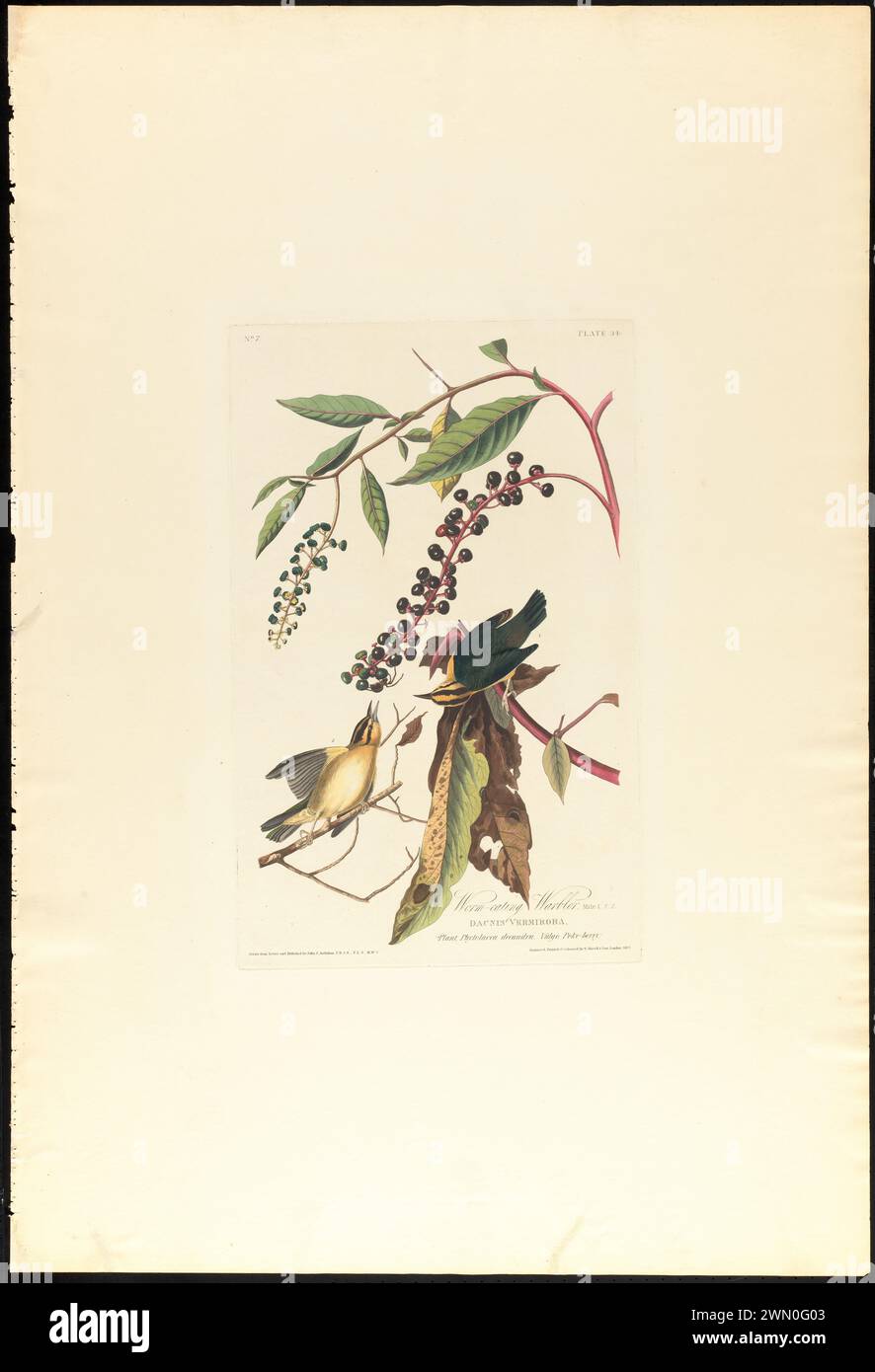 Worm-eating warbler : Male, 1. F, 2. Dacnis vermirora. Plant, phytolacca decandra. Vulgo, poke-berry. c.2 v.1 plate 34. Worm-eating warbler : Male, 1. F, 2. Dacnis vermirora. Plant, phytolacca decandra. Vulgo, poke-berry. c.2 v.1 plate 34 Stock Photo