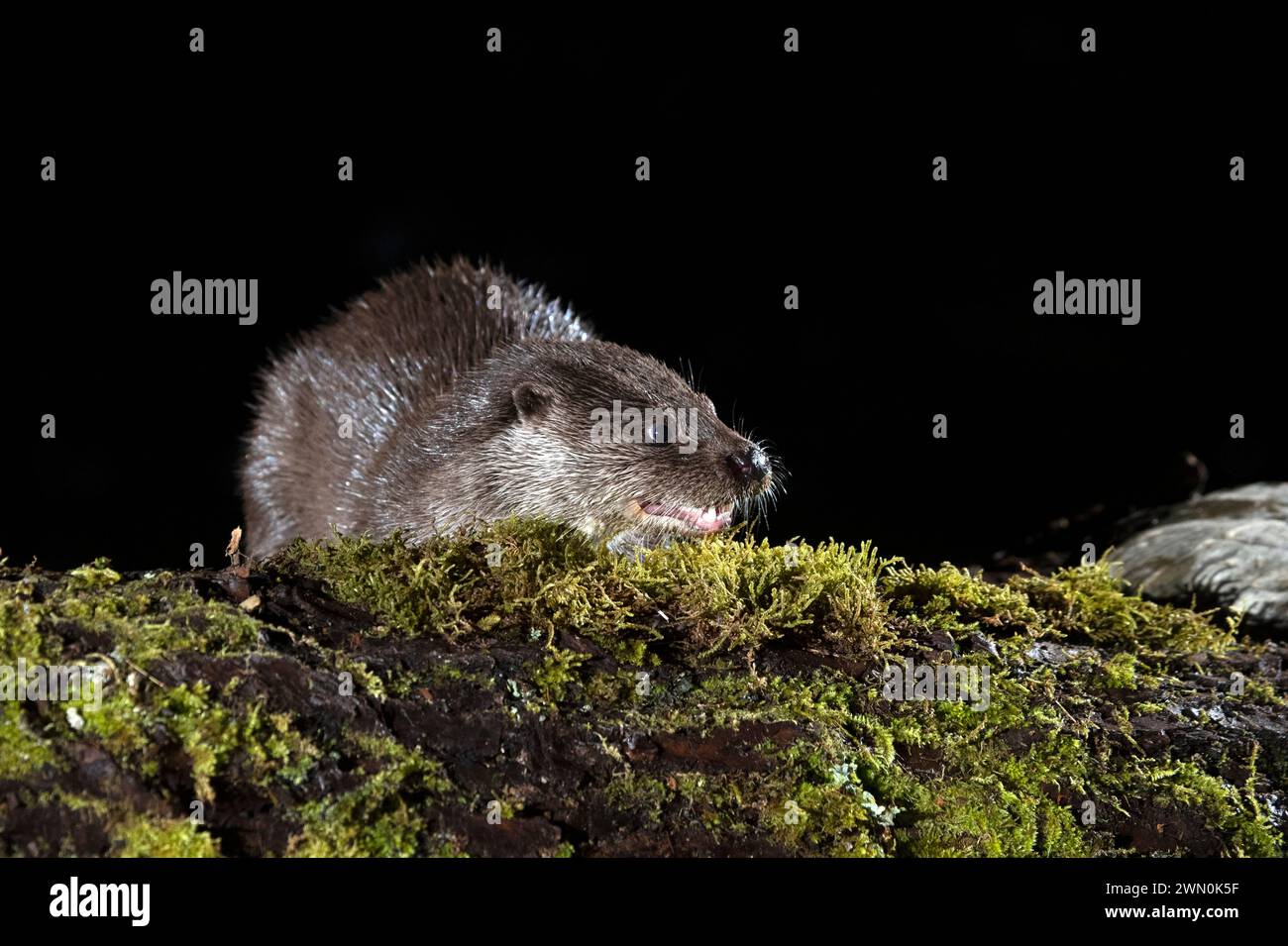 Otter in a mountain river on a cold winter day in a Eurosiberian forest Stock Photo