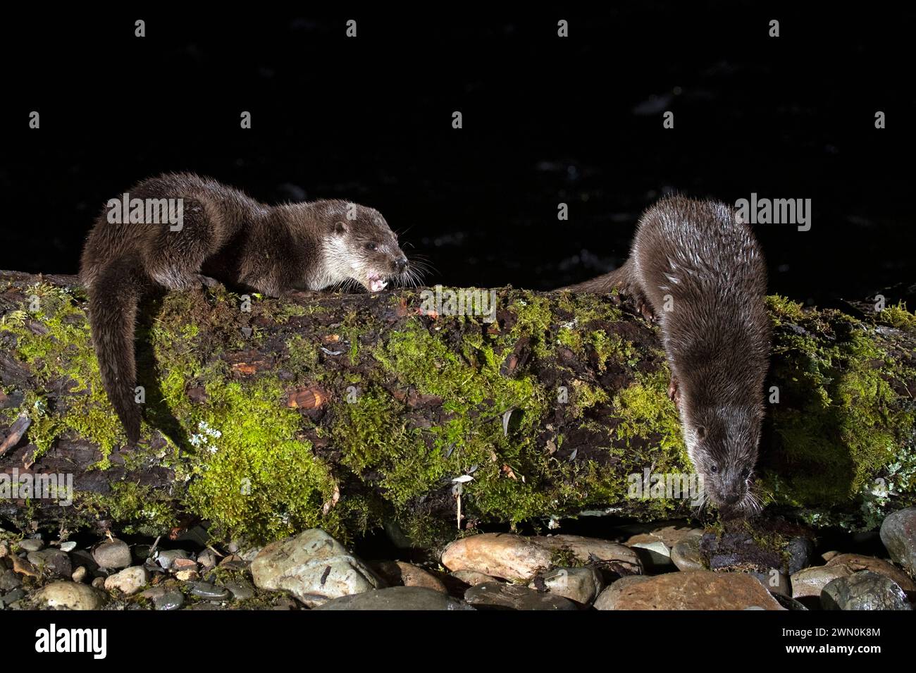 Otter family on a mountain river in the early evening of a winter day Stock Photo