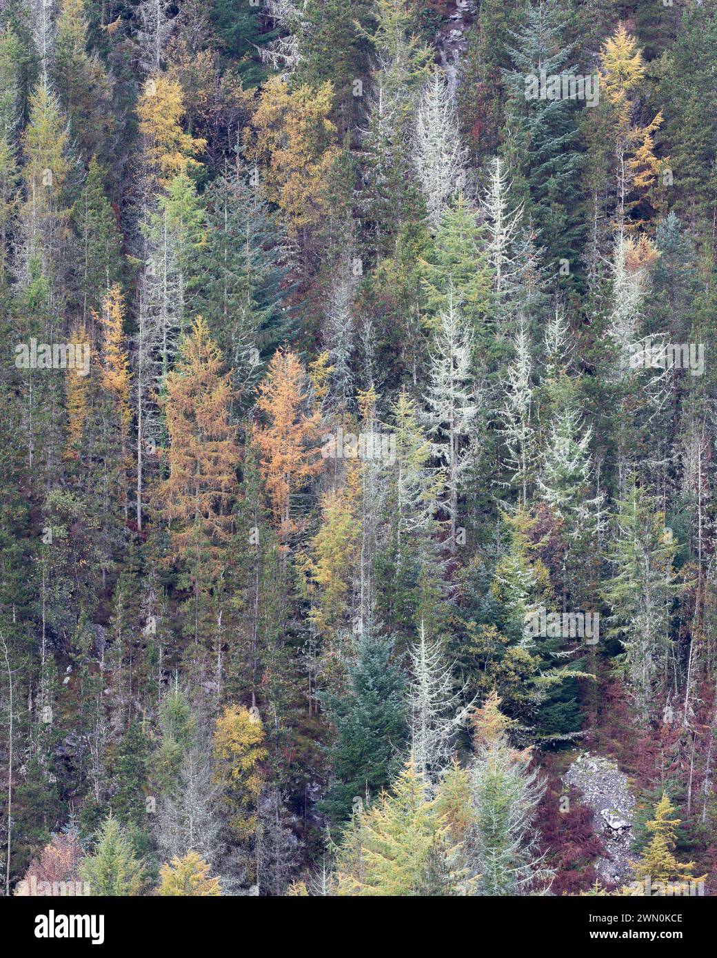 Pine trees growing on a steep cliff, some yellowing others covered in ...