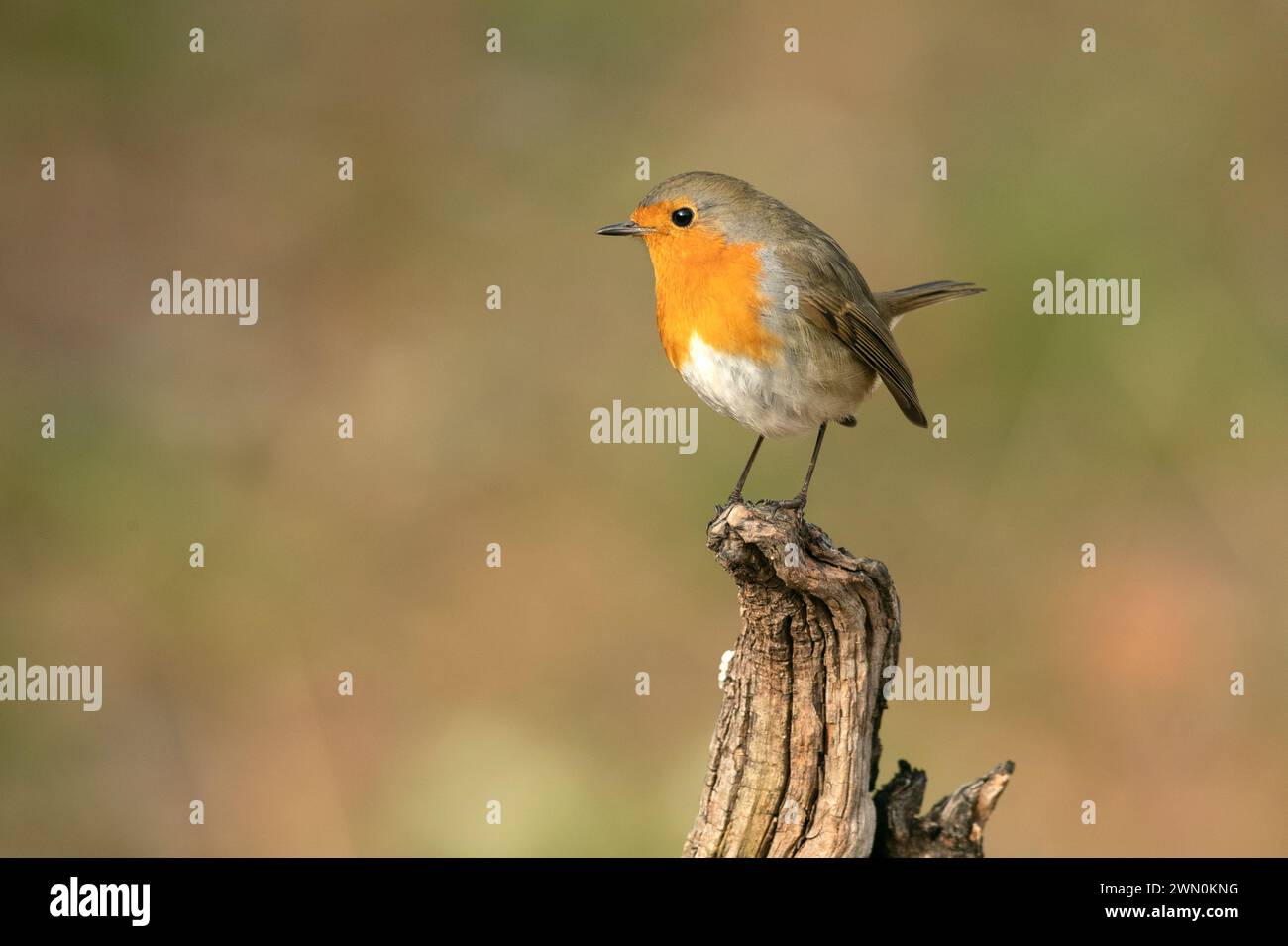Male and female robin hi-res stock photography and images - Alamy