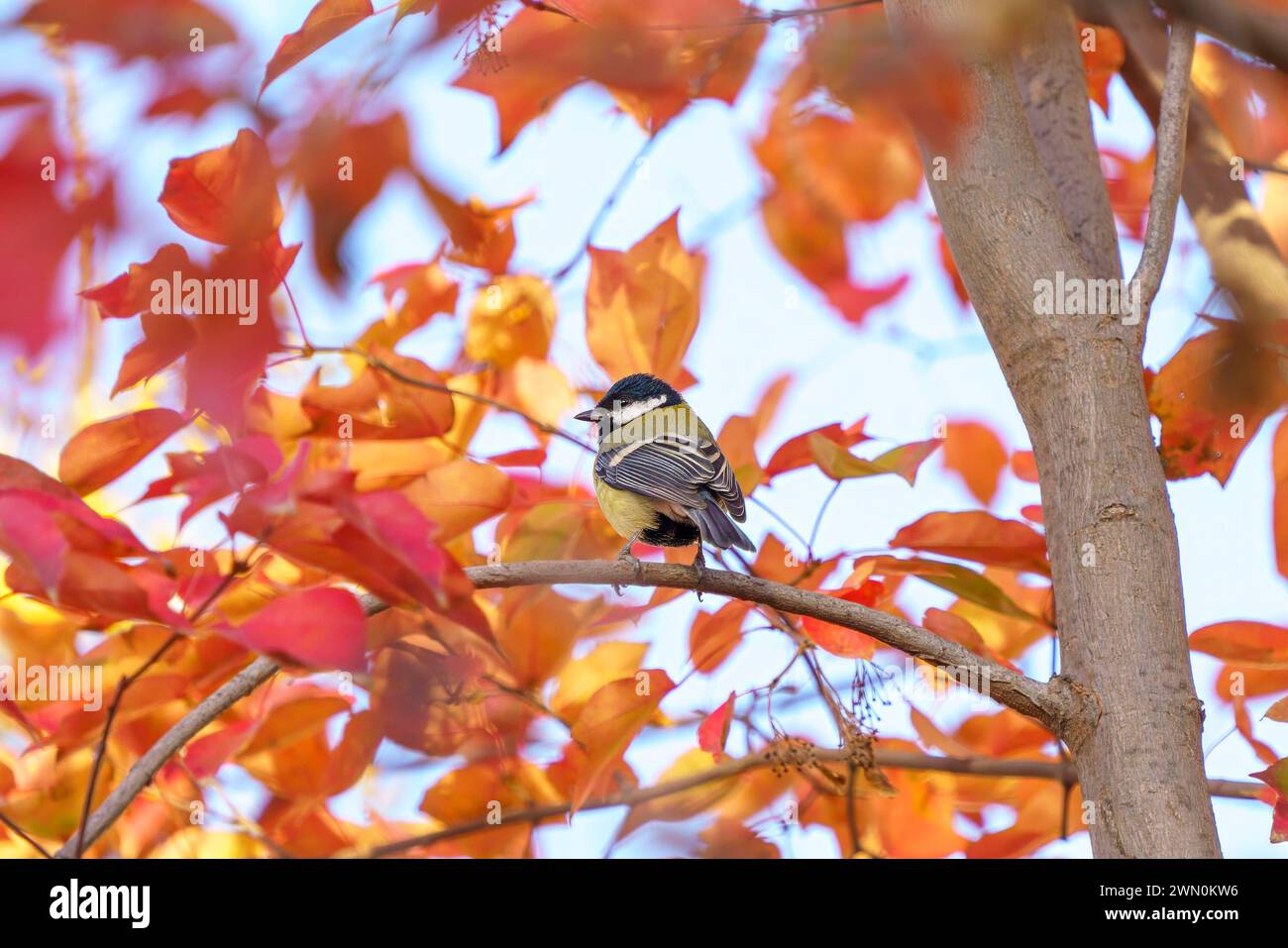 A great tit bird among the colorful leaves Stock Photo