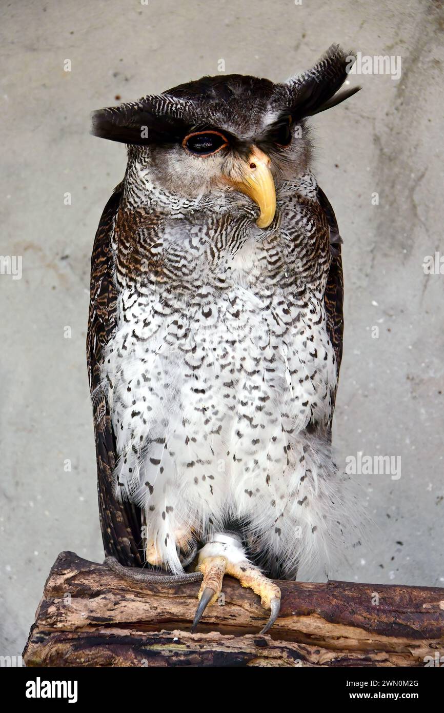 Barred eagle-owl, Malay eagle-owl, Malayen-Uhu, Grand-duc bruyant, Bubo sumatranus, pamatos uhu, Malaysia, Asia Stock Photo