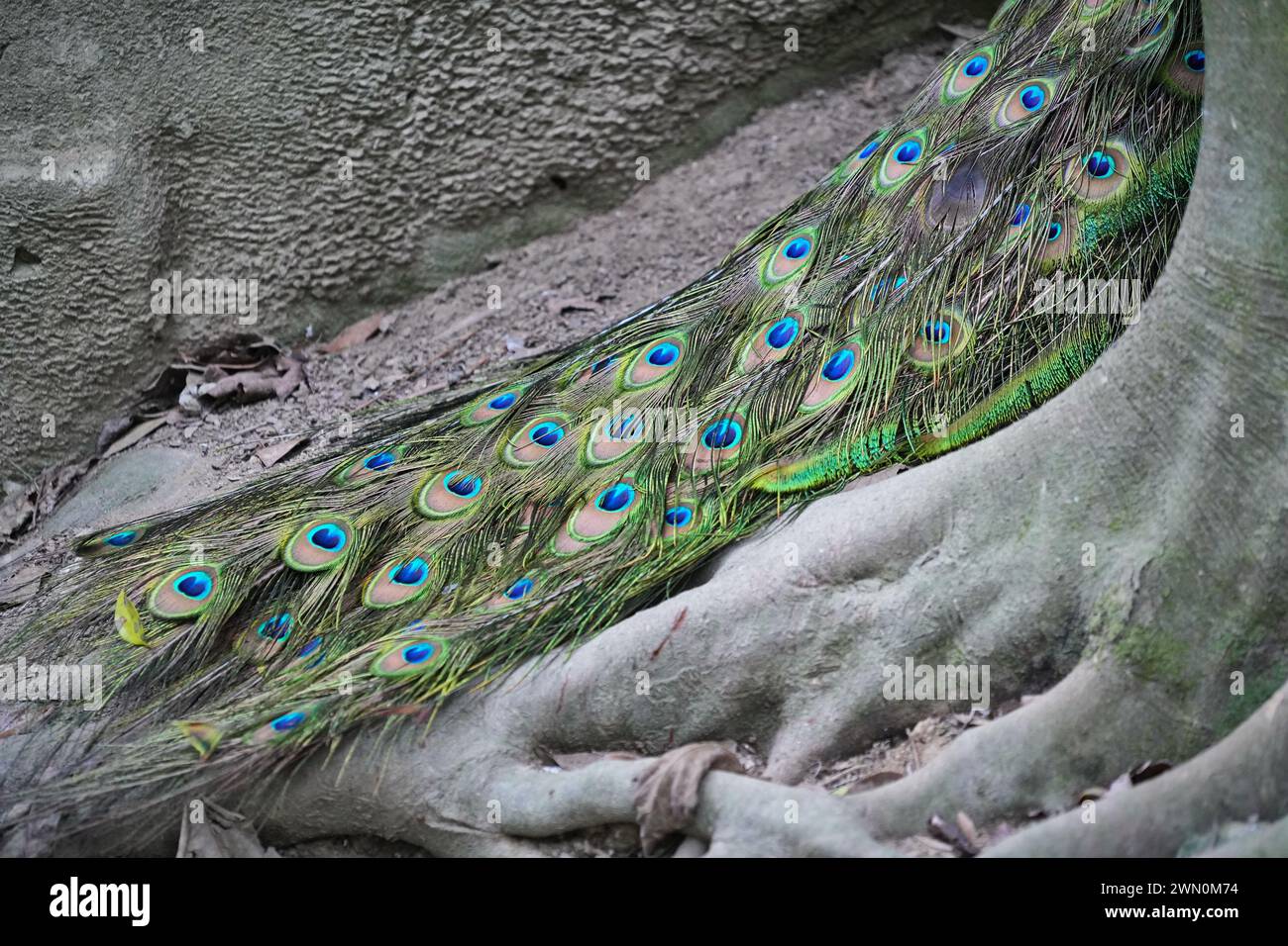 A male peacock shows off his feathered whee Stock Photo