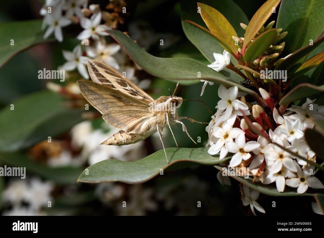 Striped Hawk-Moth (Hyles livornica) at the flowers of Dune Poison Bush Stock Photo