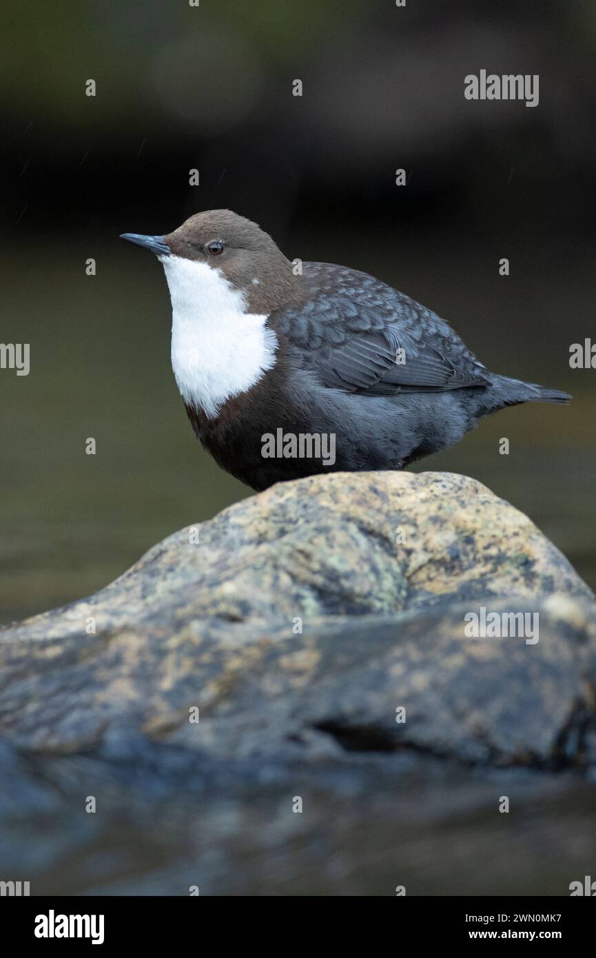 Dipper male in a mountain river before the sun rises in the mating season waiting for the female Stock Photo
