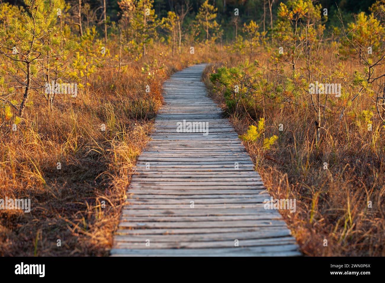 A wooden path leading through the swamp. Lithuania, Varninku reserve, habitats of the European ecological network 'Natura 2000' of protected areas Stock Photo