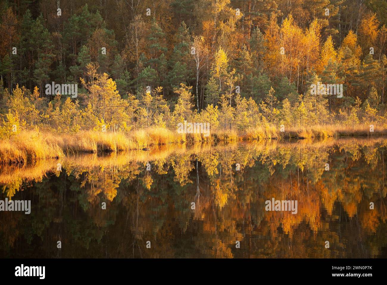 During the Ice Age, the lake surrounded by swamps and old forests in autumn. Varninku nature reserve, habitats of the European ecological network 'Nat Stock Photo