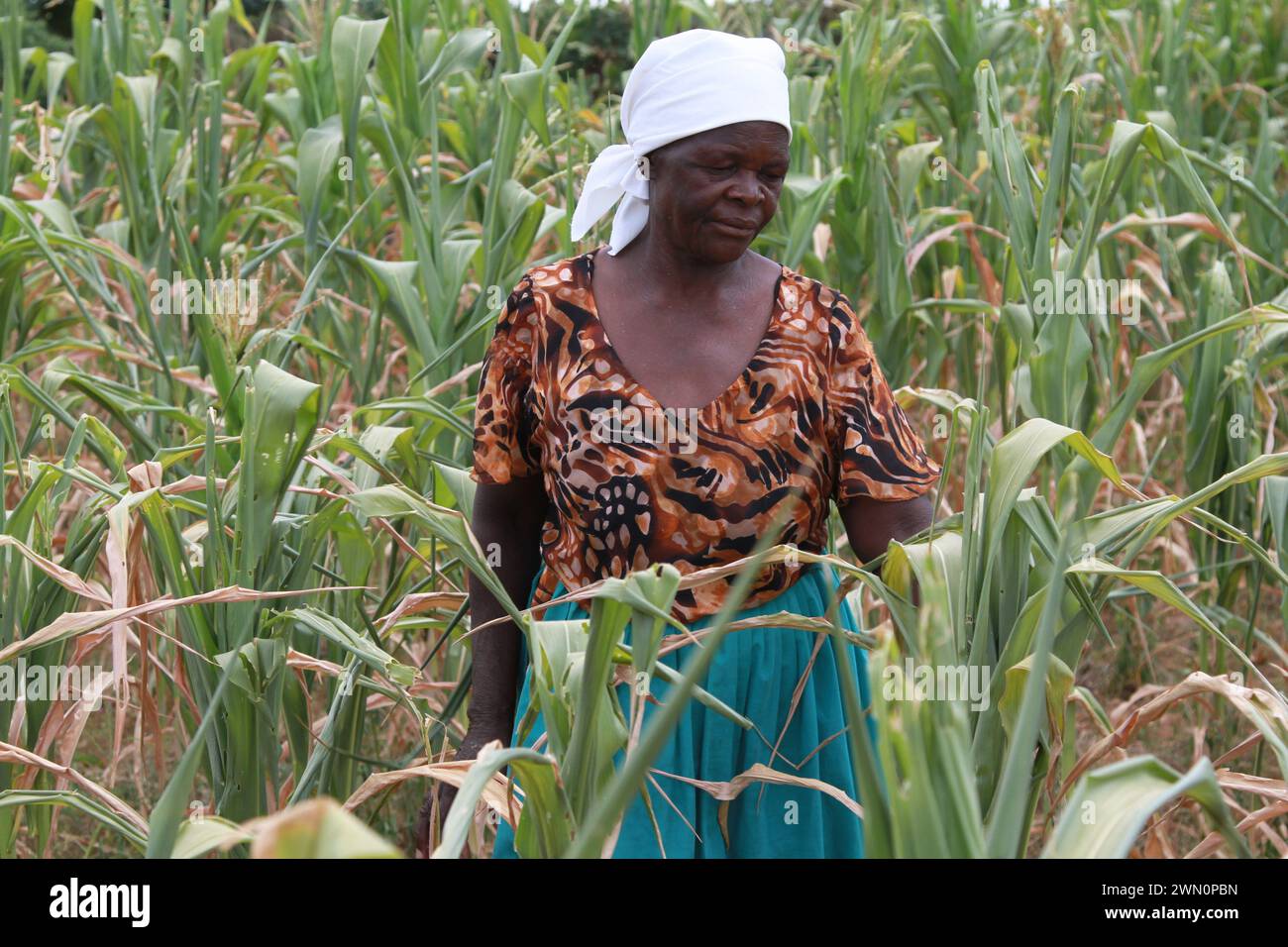 Beatrice, Zimbabwe. 28th Feb, 2024. Farmer Jane Chari looks at her wilting maize crops in a parched field in Beatrice, about 40 km to the southwest of Harare, Zimbabwe, on Feb. 26, 2024. Credit: Tafara Mugwara/Xinhua/Alamy Live News Stock Photo