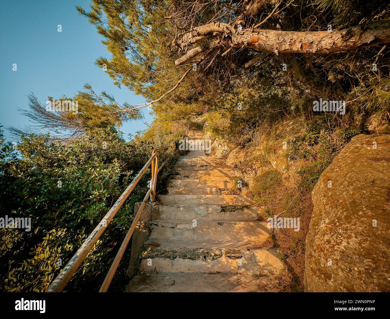 Morning sun rays shine on forest pathway Stock Photo