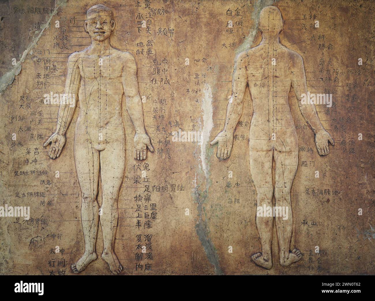 Anatomy guide. human skeletal map with explanations ancient chinese medicine Stock Photo