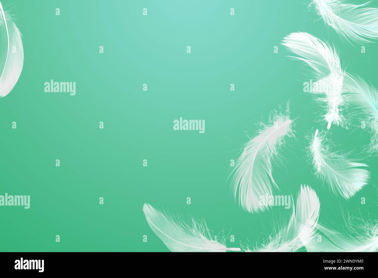 Fluffy bird feathers in air on green background, space for text Stock ...