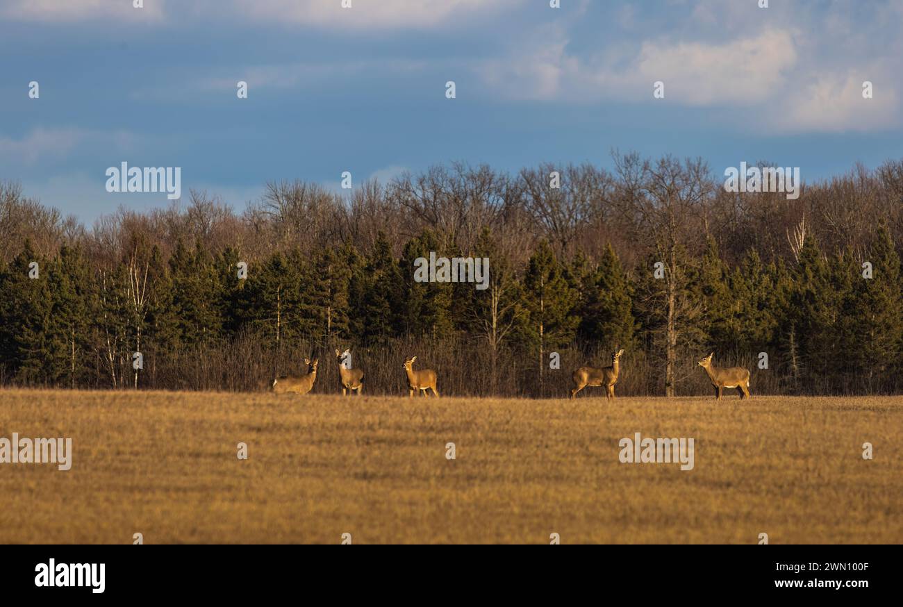 White-tailed deer on a February afternoon in northern Wisconsin. Stock Photo