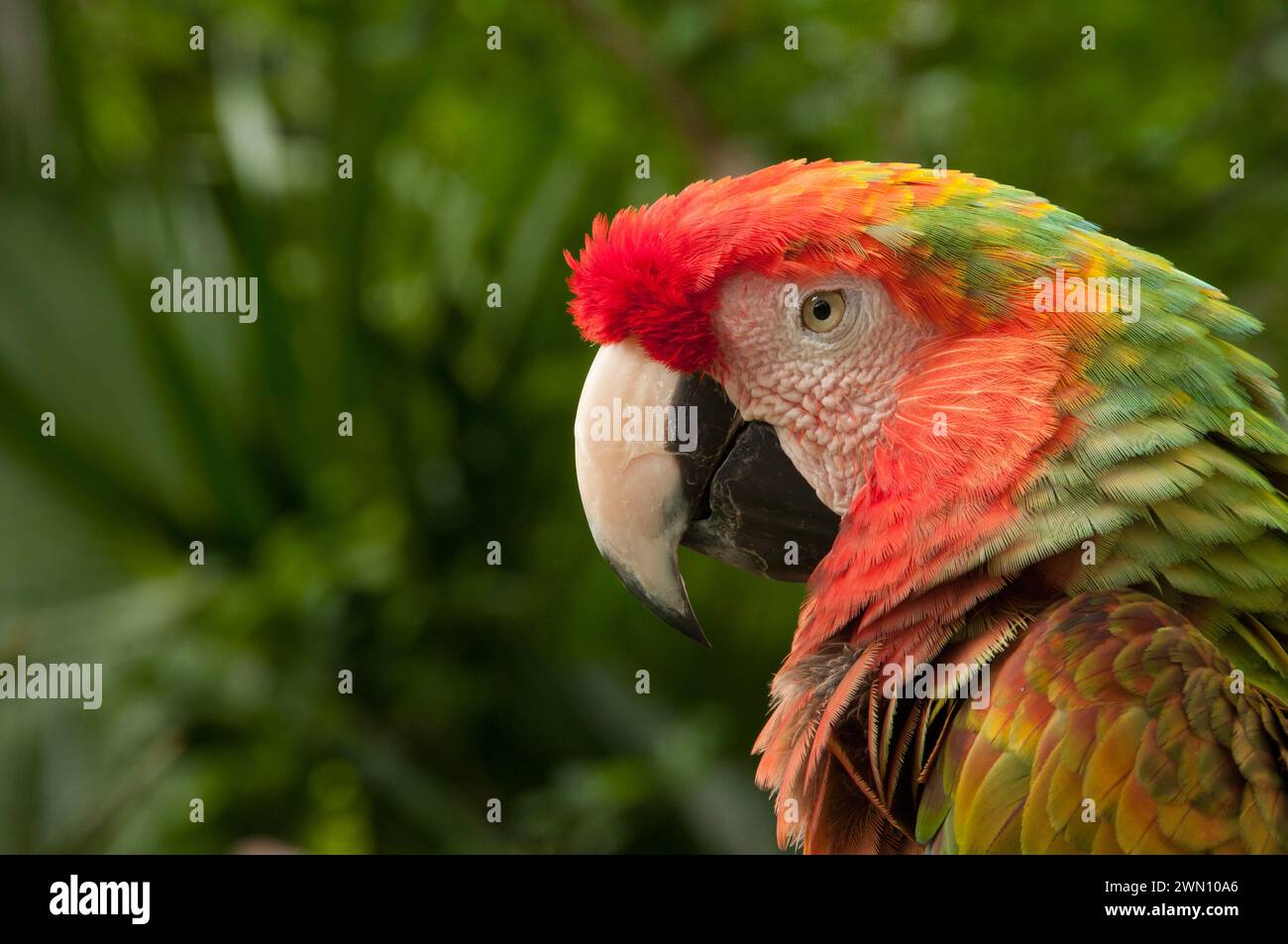 Hybrid Scarlet/Great Green Macaw at Xel-Ha nature park, Riviera Maya, Mexico. Stock Photo